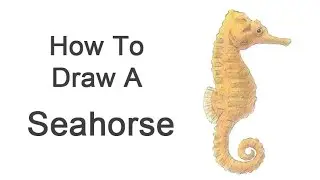 How to Draw a Seahorse