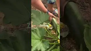 Zucchini !