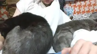 cats resting on me