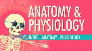 Introduction to Anatomy & Physiology: Crash Course Anatomy & Physiology #1