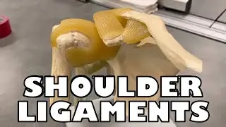 Shoulder Ligaments