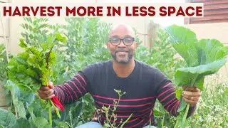 10 Productive Crops for Continuous Harvests in Small Spaces