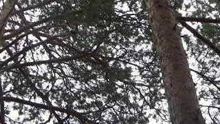Белка в лесу 15.10.2020