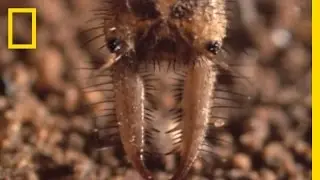 Antlion Death Trap | National Geographic