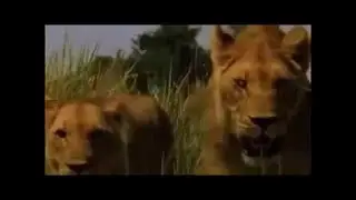 HD  NEW   “Lions Documentary“   AFRICA WILD    a Great Documentary!