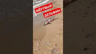 МËРТВЫЙ ДЕЛЬФИН😱АЗОВСКОЕ МОРЕ/1 СЕНТЯБРЯ #голубицкая #азовскоеморе #пляж #смешалкины