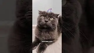 БРАТАН, это видео для ТЕБЯ!😎@lylynolintaro #cat #кошка #котик #кот #котэ
