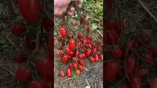 ПЕРВАЯ И ВАЖНАЯ ПОДКОРМКА ДЛЯ ТОМАТОВ 🍅