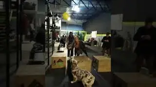 Dog Bounces Balloon Back and Forth with Friends || ViralHog