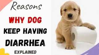 Why Does My Dog Keep Having Diarrhea (Answered)