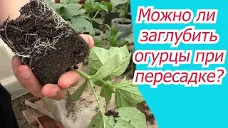 Что получится, если заглубить рассаду огурцов при посадке.