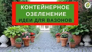 КОНТЕЙНЕРНОЕ ОЗЕЛЕНЕНИЕ//какие растения посадить в горшки и вазоны