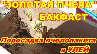 ''ЗОЛОТАЯ ПЧЕЛА'' БАКФАСТ Пересадка пчелопакета в Улей . Как пересадить пчело-пакет в улей