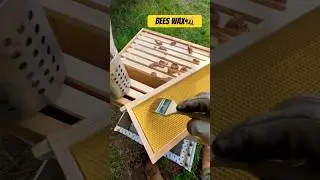 Waxing plastic foundation for bees🐝 #beehive #savethebees #beekeeping #bee #insect #creator #honey