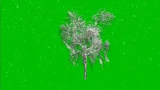 Snowy Tree green screen background effect HD video stock footage