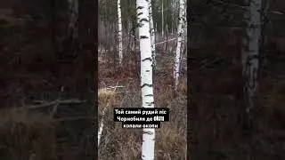 Рудий ліс в Чорнобилі/рыжий лес в чернобыле 