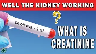 What is Creatinine And How Does It Measure How Well The Kidneys Are Working | Health Hacks Daily