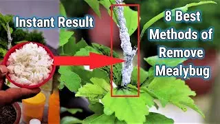 8 Best Easy Way to Treat White Mealybugs/white insects || Simple Solution for Mealybug