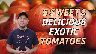 TOMATOES, 5 SWEET AND DELICIOUS EXOTIC VARIETIES!