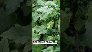 Черная Смородина полезные свойства