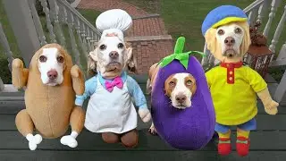 Dogs Trick-or-Treat Compilation: Funny Dogs Maymo & Friends in Halloween Costumes