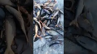 2 ДЕНЬ РЫБАЛКИ. Ловля плотвы зимой. Зимняя рыбалка. Fishing in Russia winter. Winter fishing #short