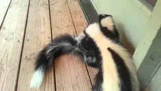 WWE Skunks