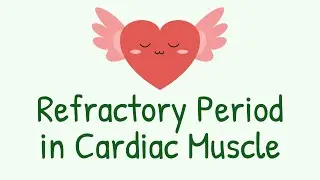 Refractory Period of Cardiac Muscle