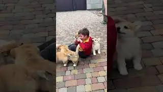 Corgi Pups Pile Up On Boy!