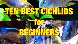 Top 10 Best Cichlids for Beginners! (Beautiful and NOT Overly Aggressive)