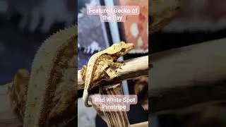 A beautiful gecko. IMO the only way to make a gecko like this any nicer is to add hypo ❣️
