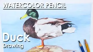 Watercolor Pencil - How to Draw A Realistic Duck | step by step | Supriyo