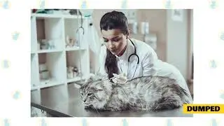 MUST SEE! When do Maine Coon Cats Begin Spraying?