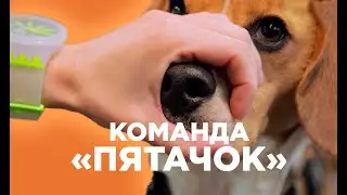 Дрессировка собак. Команда «Пятачок»‎.