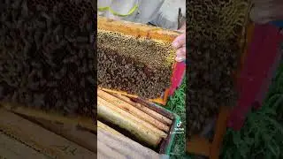 Вот такие корма 🐝.Я очень рад #shorst