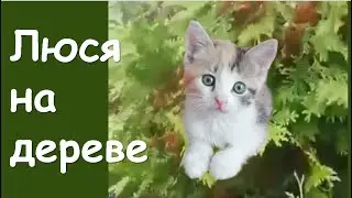 Люся  на дереве. Веселый кот. Игра в прятки. Дерево и котенок