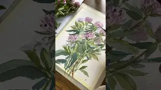 Просто рисуем сочный клевер #акварель #aquarelle  #watercolorbotanicals  #watercolor