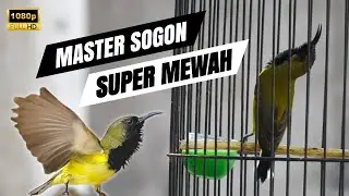 🔴MASTERAN SOGON ISIAN MEWAH SUPER JERNIH