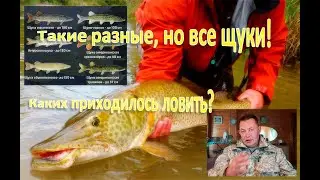 Виды Щук. Такие разные, но все щуки! Каких приходилось ловить?