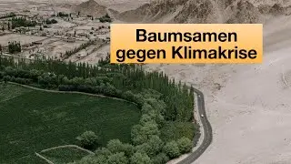 🌳Baumsamen gegen CO2, Klimakrise, Klimawandel & Trockenheit