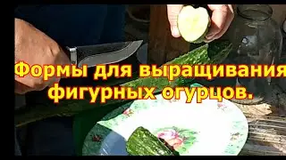 Формы для выращивания фигурных огурцов