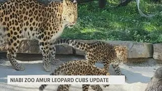 Amur leopard cubs at Niabi Zoo are getting big