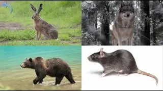 Учим животных леса.  Развивающее видео для детей
