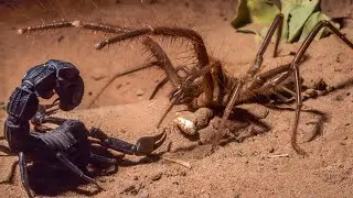 CAMEL SPIDER | SOLIFUGAE ─ Aggressive Arachnid Predator of the Desert