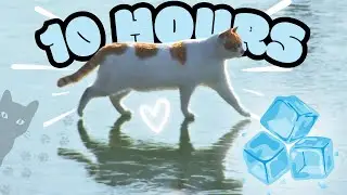 Cat Walking on Frozen Han River Remix 10 Hours