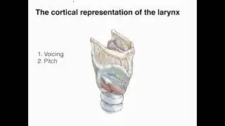 Functional Architecture of Speech Motor Cortex