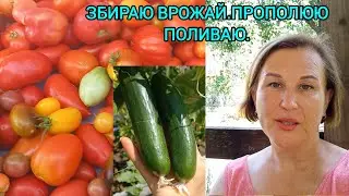 ЗБИРАЮ ВРОЖАЙ🍅🥒ПРОПОЛЮЮ🧤ПОЛИВАЮ🚿#город#овочі#помідори#огірки#доглядзаовочамивлітку#доглядзагородом