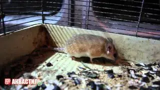 Мышь Игольчатая. Домашние питомцы. Грызуны и Кролики.