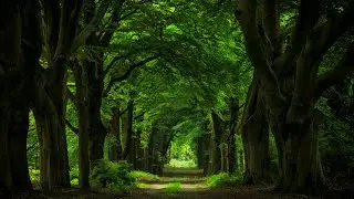 Музыка природы. Красивая расслабляющая мелодия. Ambient Music.