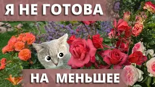 НА ЧТО ГОТОВ РОЗОМАН РАДИ РОЗ. Не все могут стать розонутиком. ❤️🌹2 августа 2024 г.